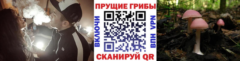 МЕГА как войти  Новоржев  Псилоцибиновые грибы ЛСД  сколько стоит 